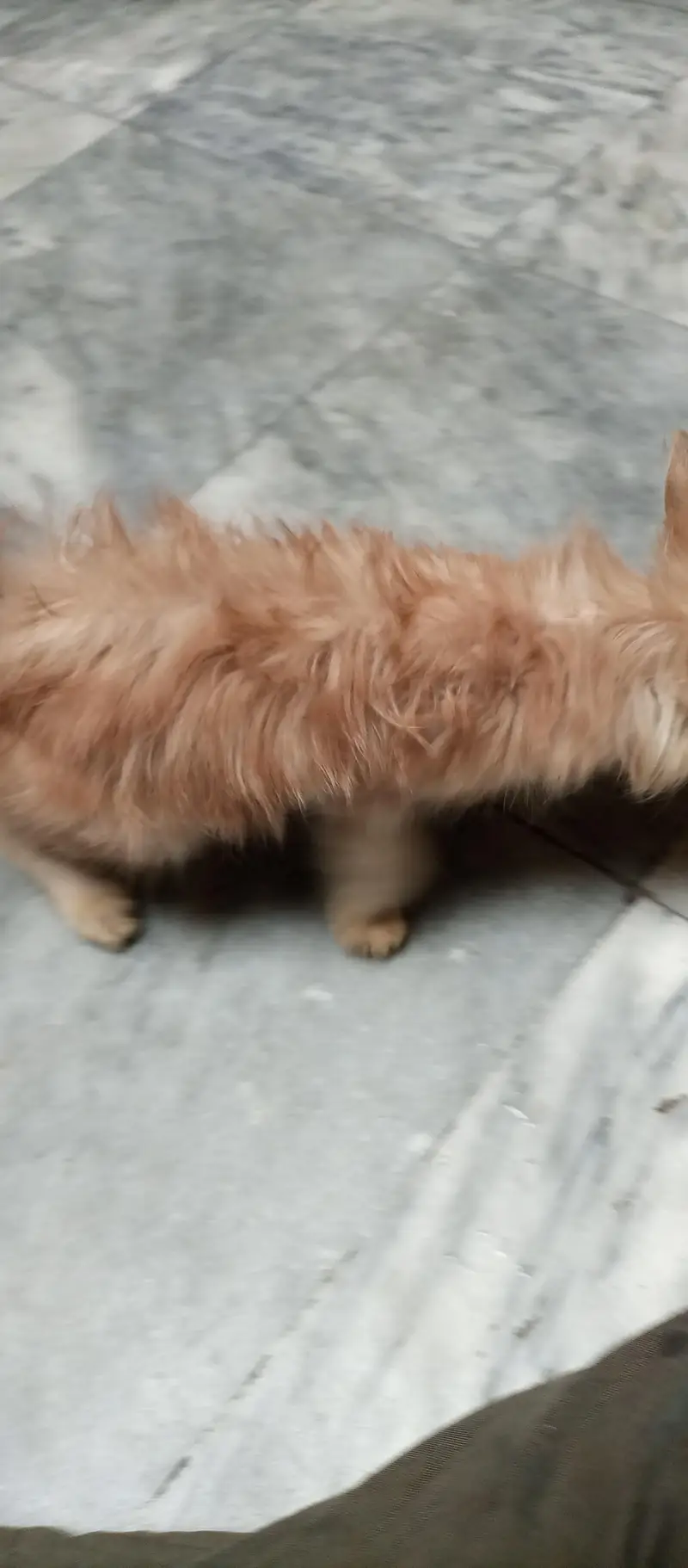 Persian kitten — photo 10