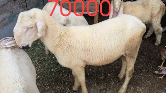 chatra mundra kajla and kajli sheep 4month guban