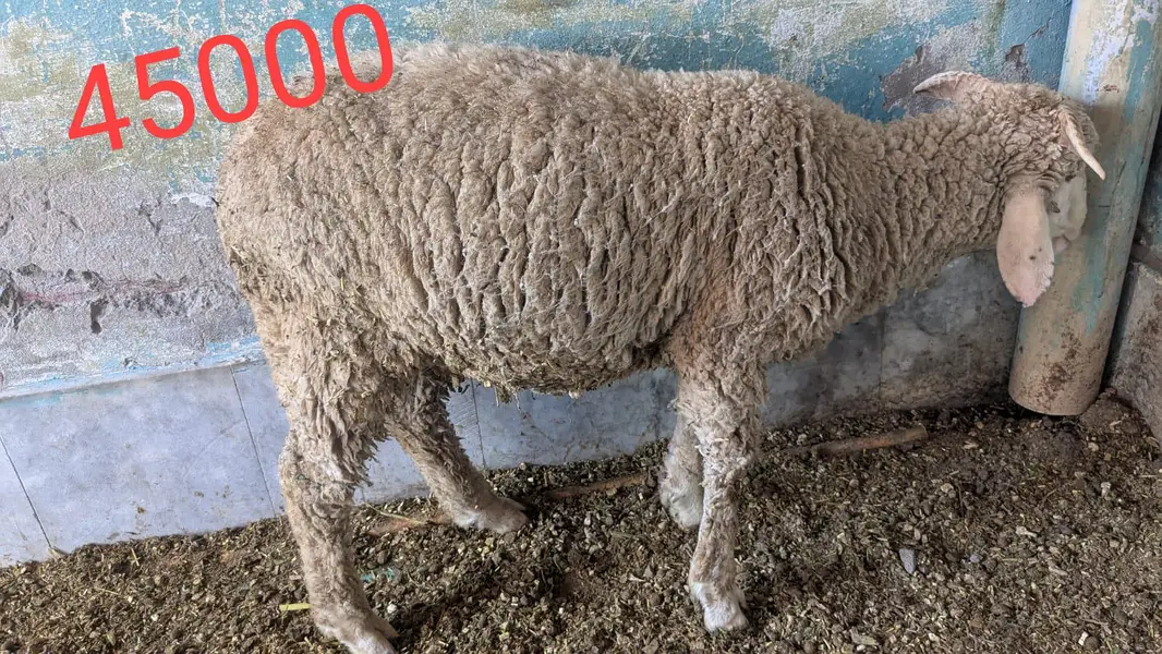 chatra mundra kajla and kajli sheep 4month guban — photo 2