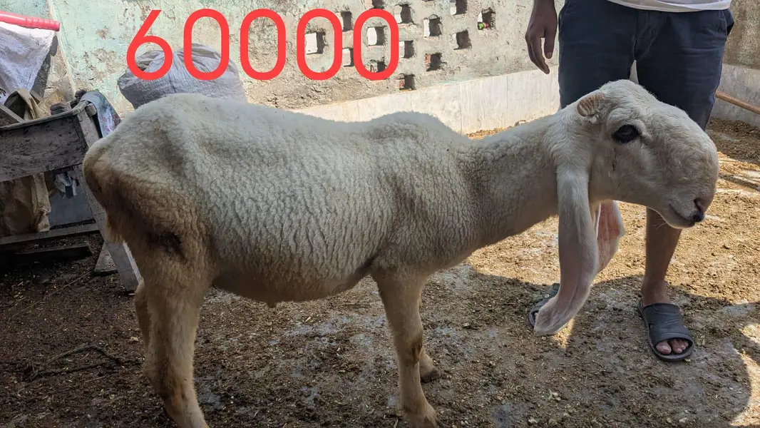 chatra mundra kajla and kajli sheep 4month guban — photo 3