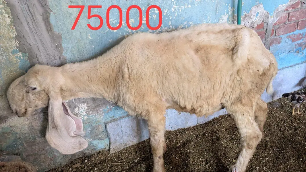 chatra mundra kajla and kajli sheep 4month guban — photo 4