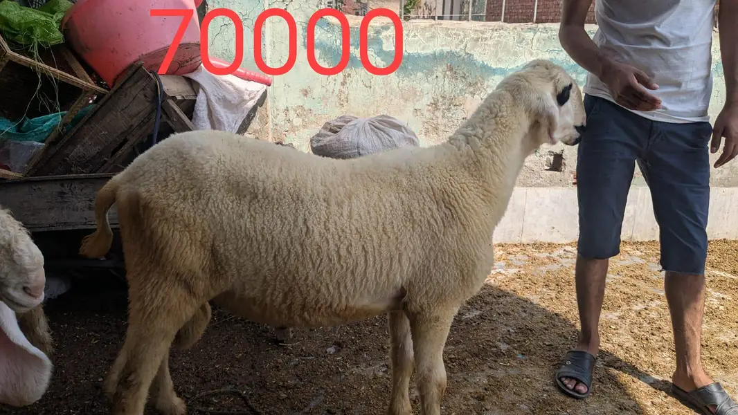 chatra mundra kajla and kajli sheep 4month guban — photo 5