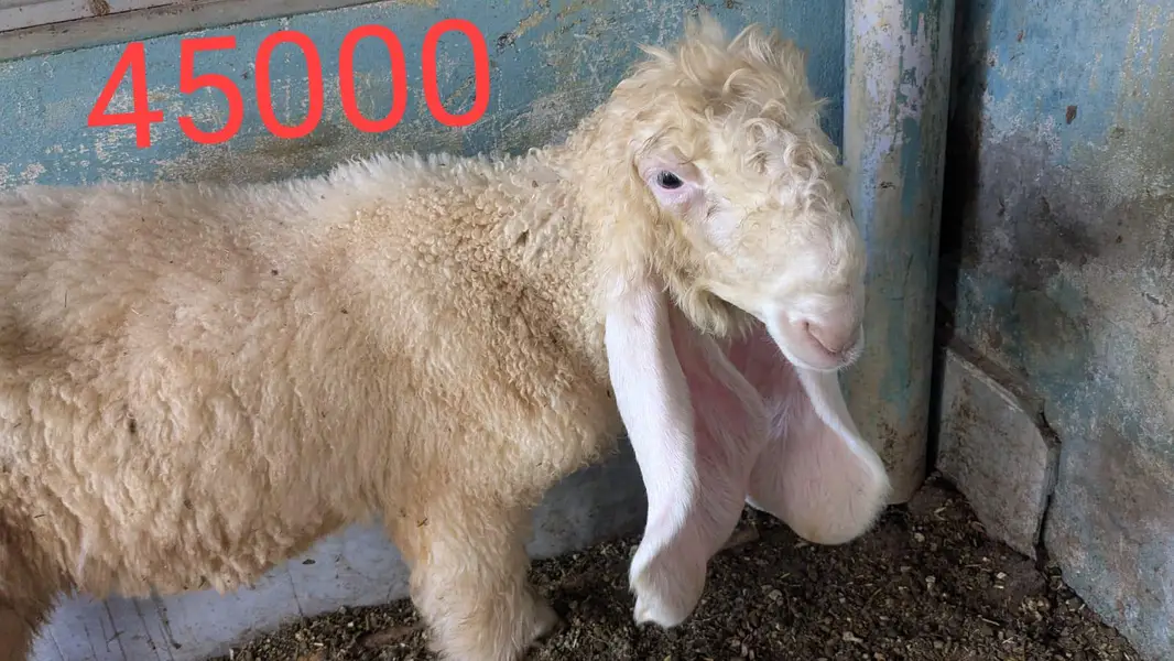chatra mundra kajla and kajli sheep 4month guban — photo 6
