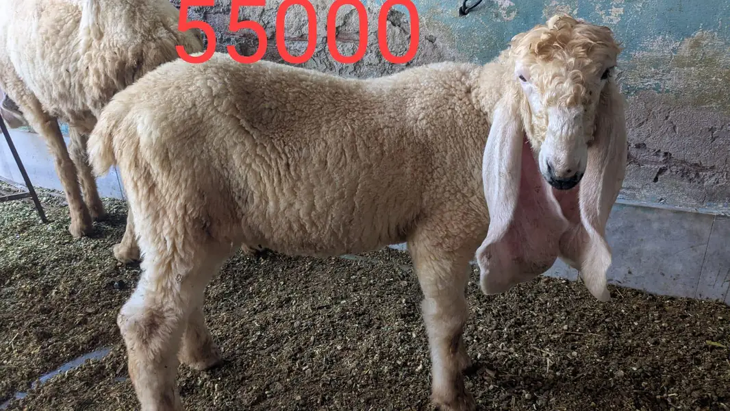 chatra mundra kajla and kajli sheep 4month guban — photo 7