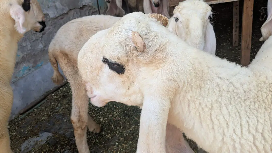 chatra mundra kajla and kajli sheep 4month guban — photo 8