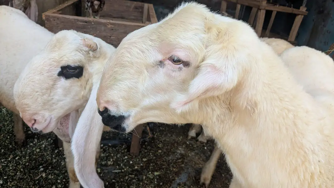 chatra mundra kajla and kajli sheep 4month guban — photo 9