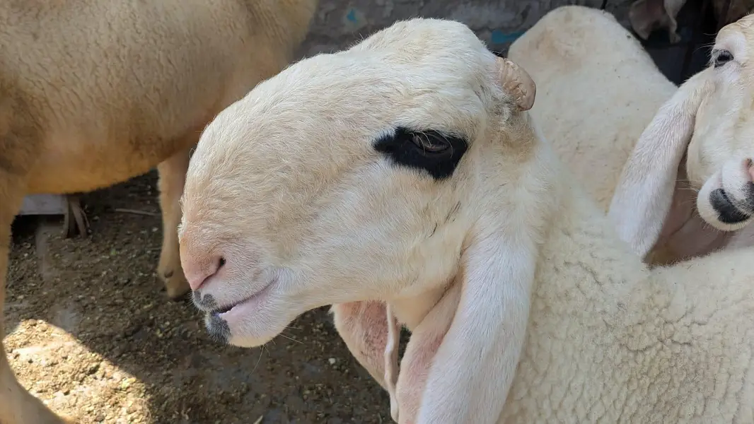 chatra mundra kajla and kajli sheep 4month guban — photo 10