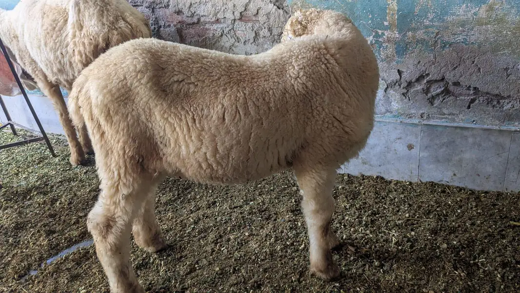 chatra mundra kajla and kajli sheep 4month guban — photo 11