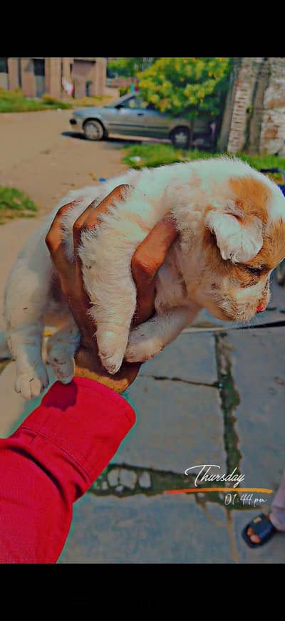 shitzu puppies available