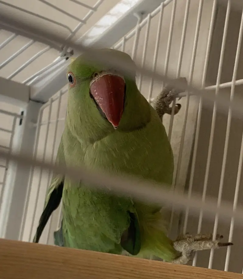 green Parrots — photo 2