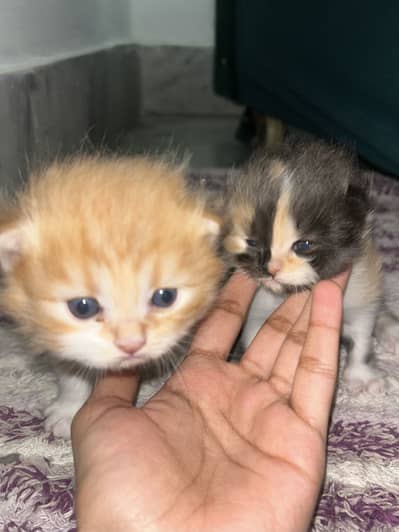 Persian kittens