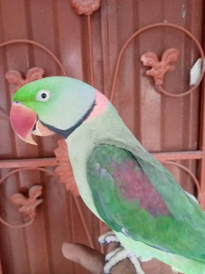 talking parrot male