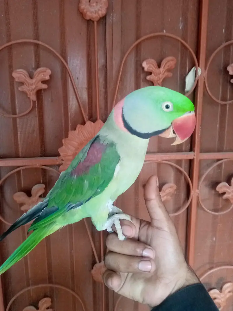talking parrot male — photo 2