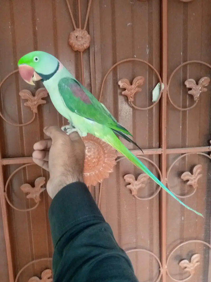 talking parrot male — photo 3