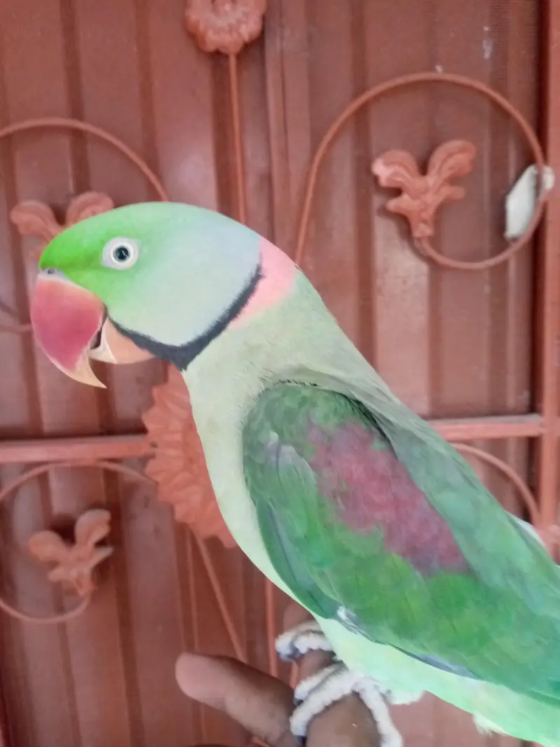 talking parrot male — photo 4