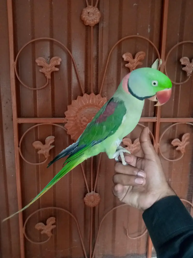 talking parrot male — photo 5