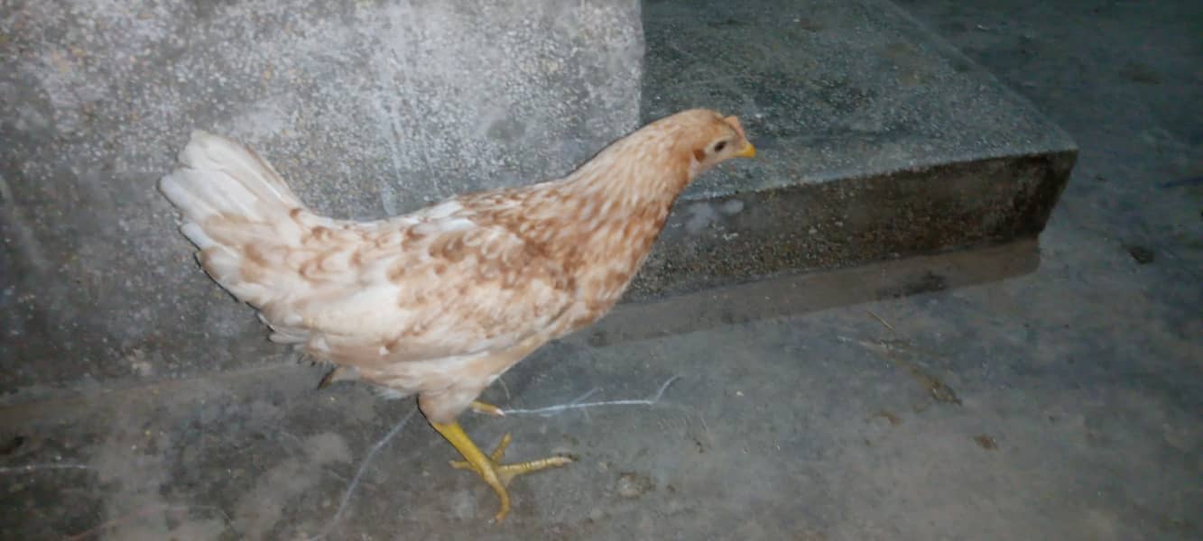 misri hens 0