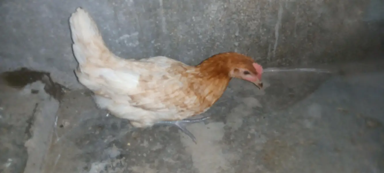 misri hens — photo 2