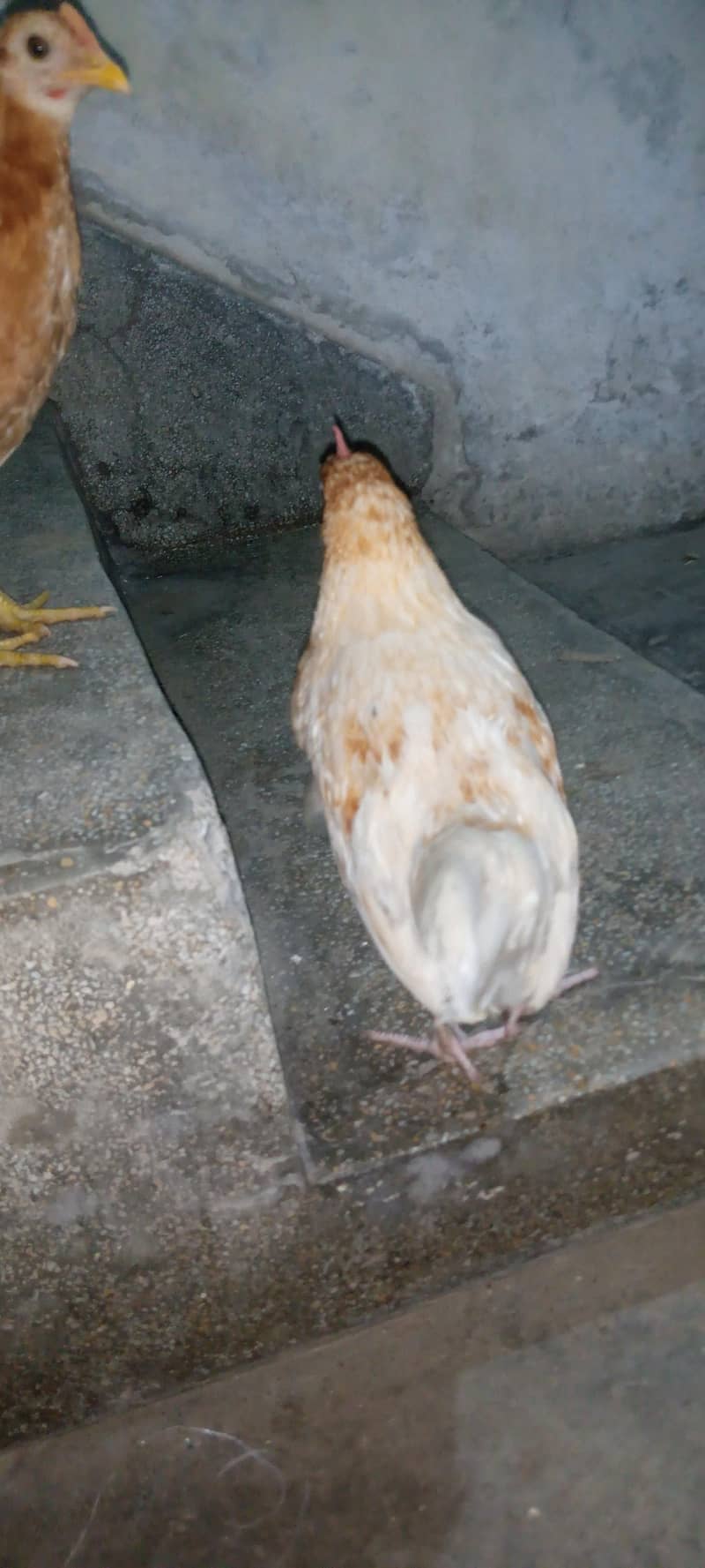 misri hens 4
