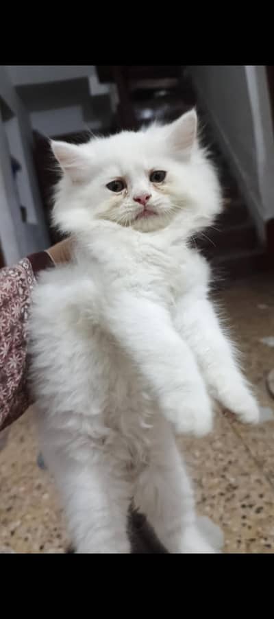 Persian Cat