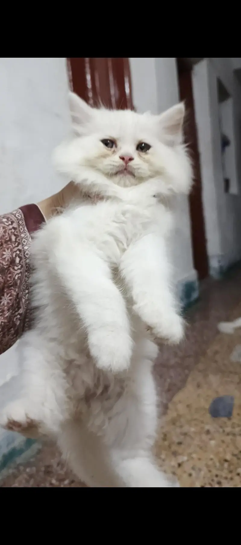 Persian Cat — photo 2
