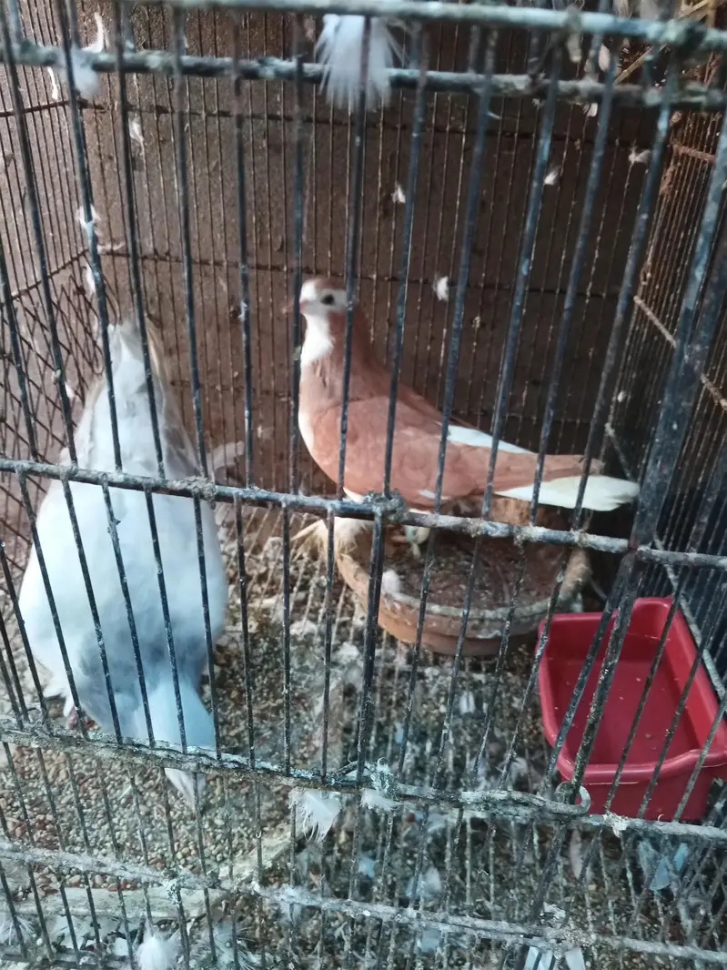 All for sale — photo 2