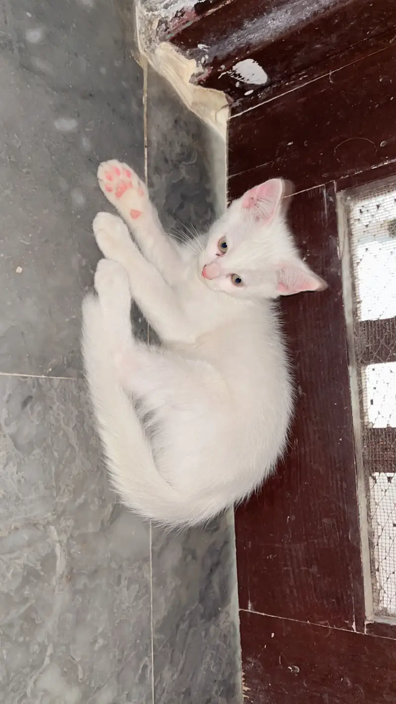 Percian cats — photo 2