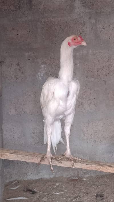 white heera aseel
