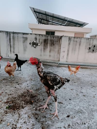 Pure Aseel Male Murgha for sale