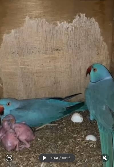 Blue Ringneck Breeder pair