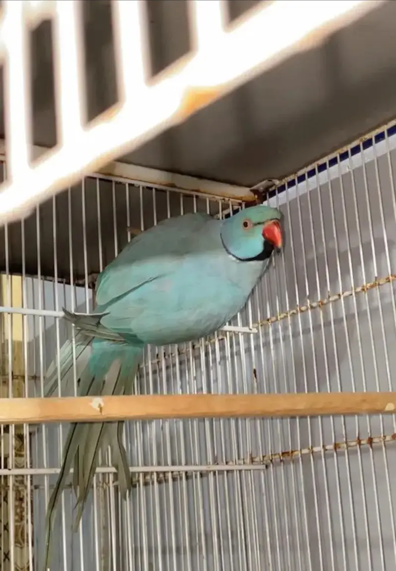 Blue Ringneck Breeder pair — photo 3