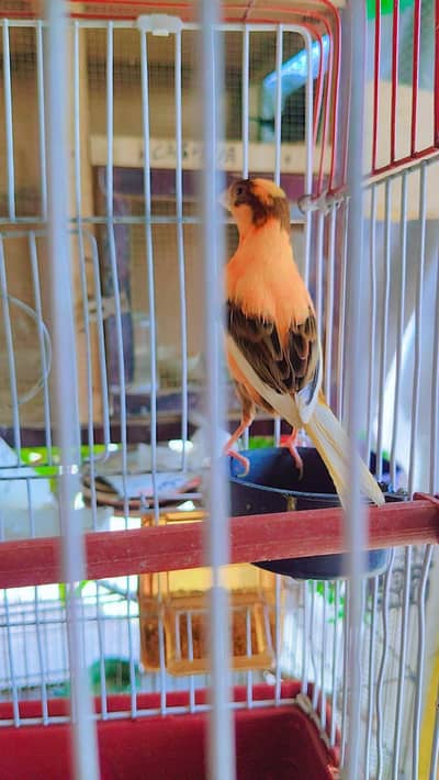 canary finch 2 pair 0345/432/6044/