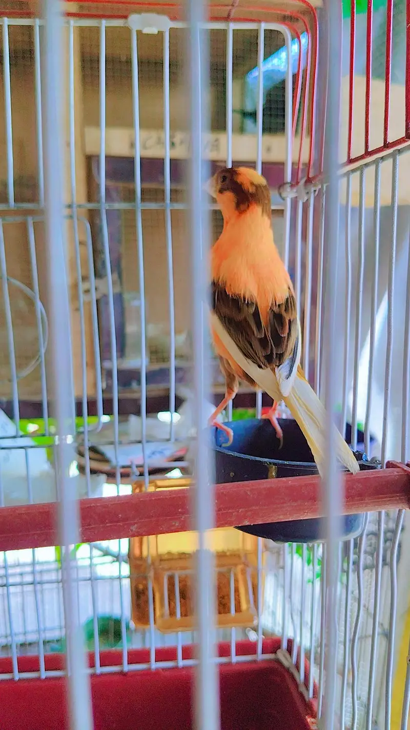 canary finch 2 pair 0345/432/6044/