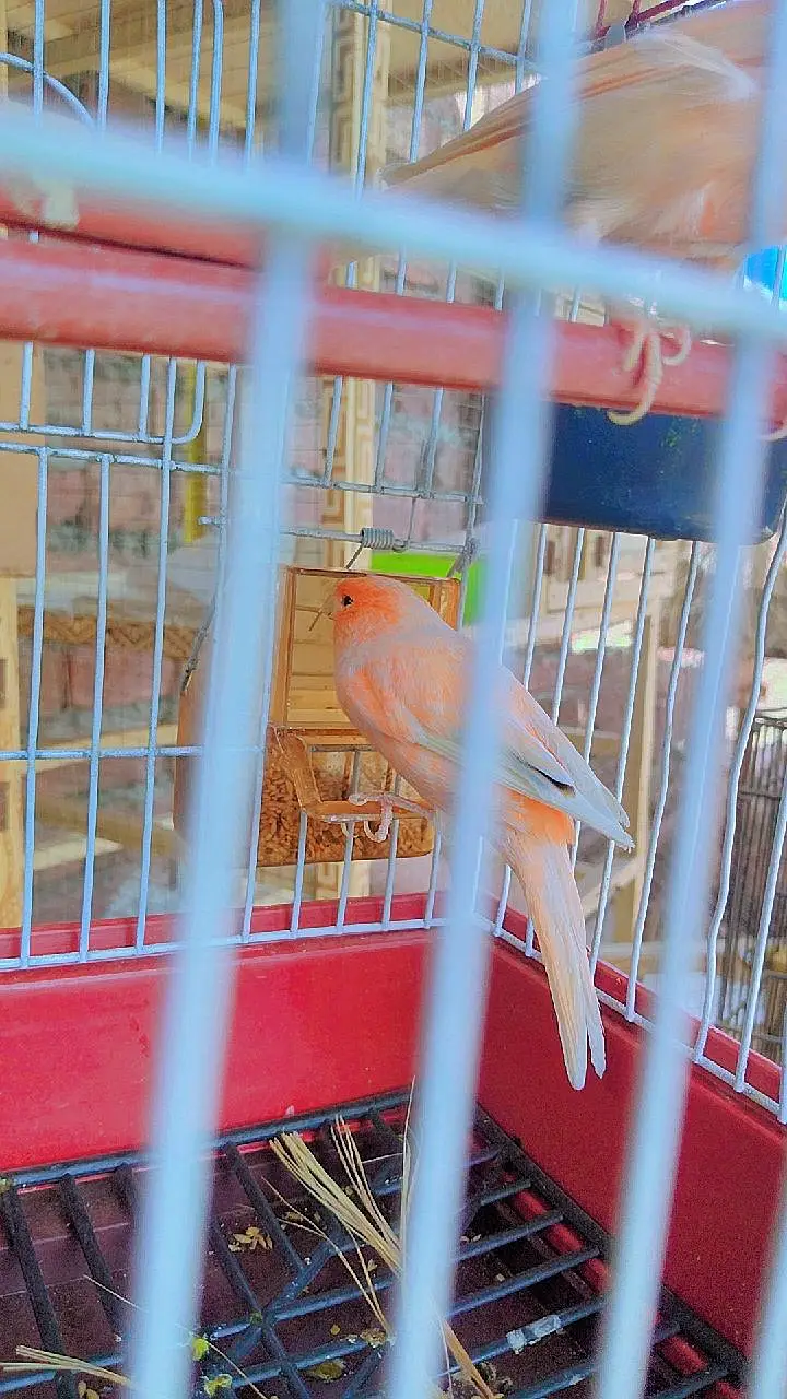 canary finch 2 pair 0345/432/6044/ — photo 3