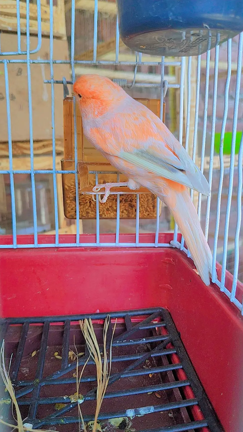 canary finch 2 pair 0345/432/6044/ — photo 5