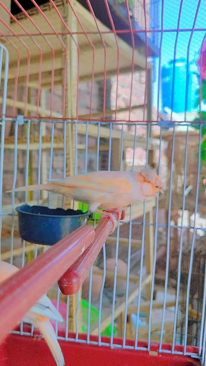 canary finch 2 pair 0345/432/6044/ — photo 7