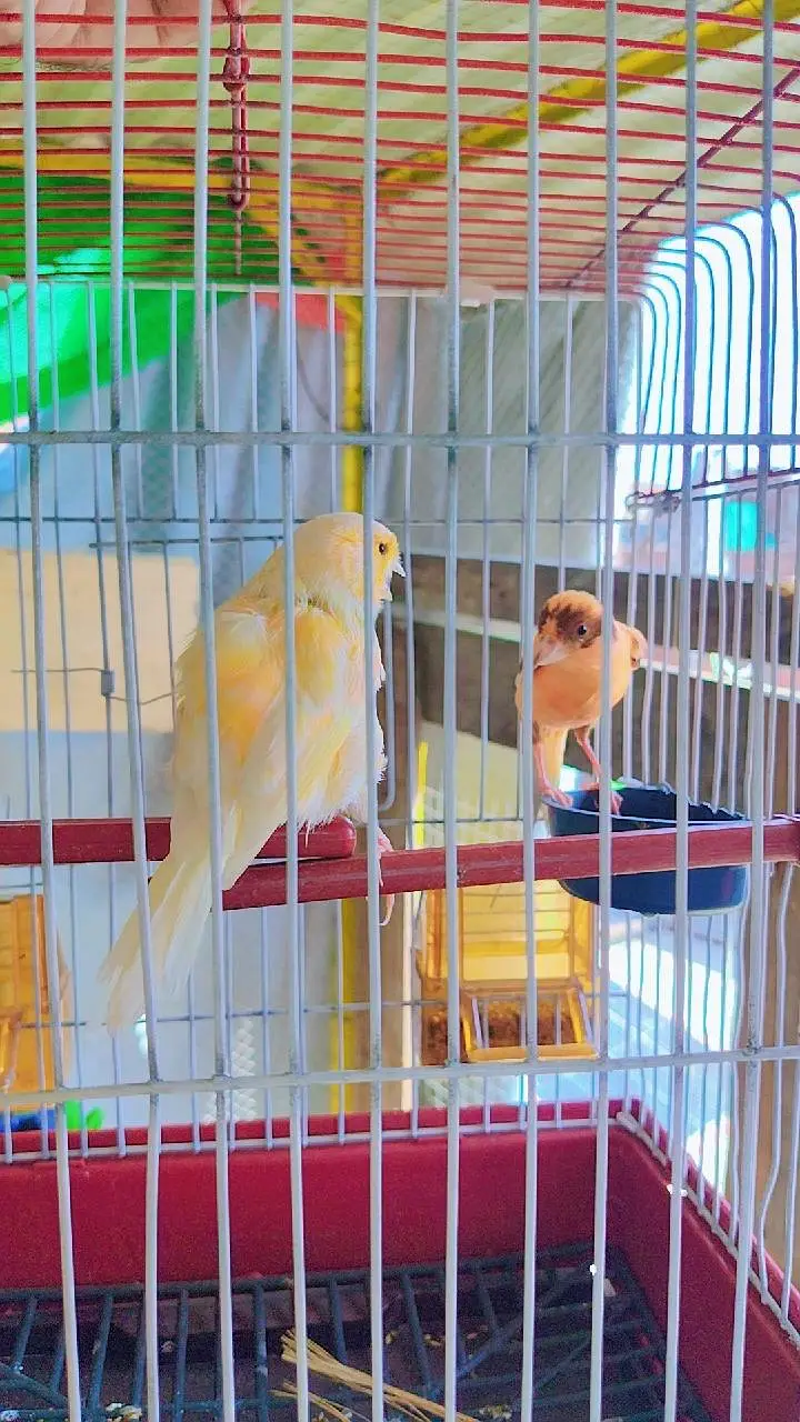 canary finch 2 pair 0345/432/6044/ — photo 8