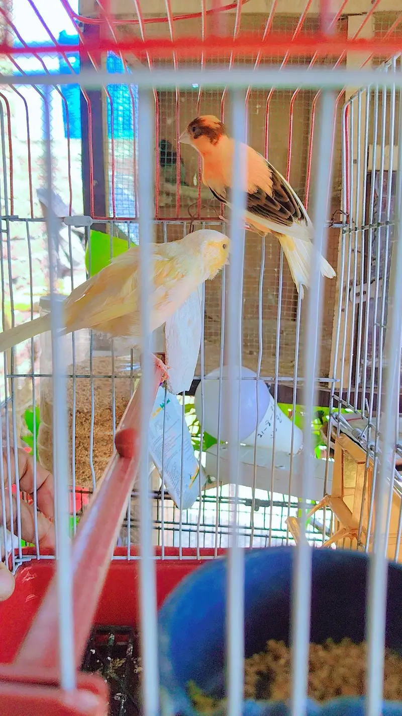 canary finch 2 pair 0345/432/6044/ — photo 9