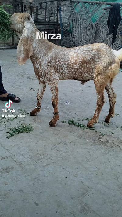 Male bredar bacha