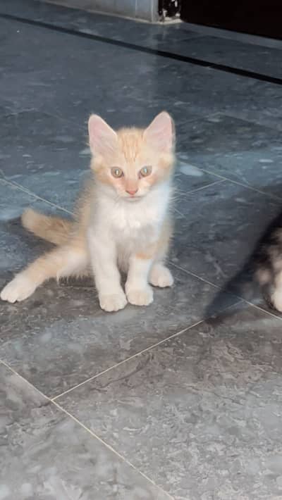 Percian cats