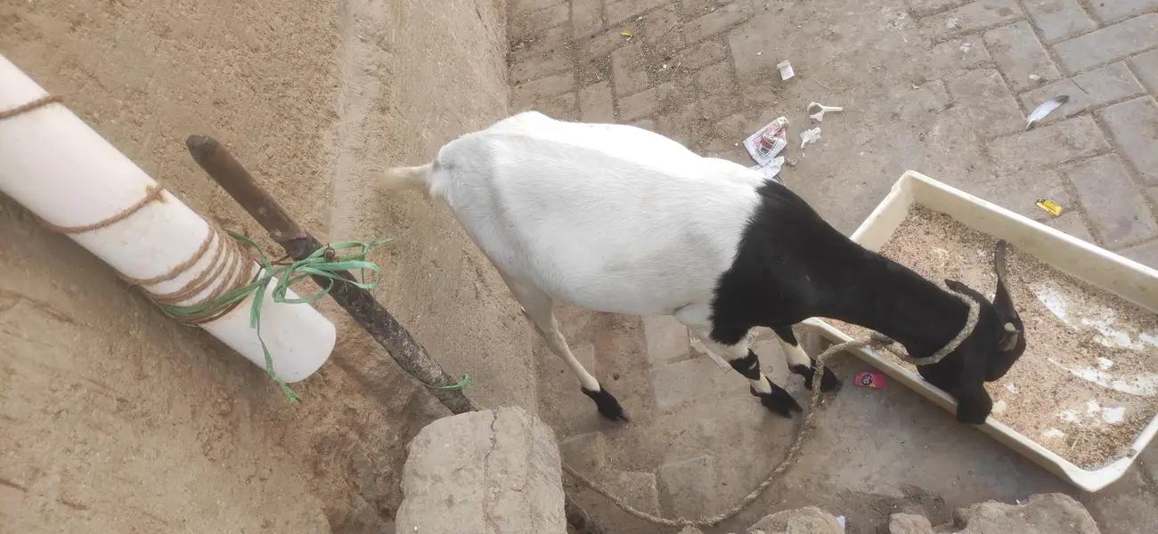 2 dant ghabban bakri — photo 2