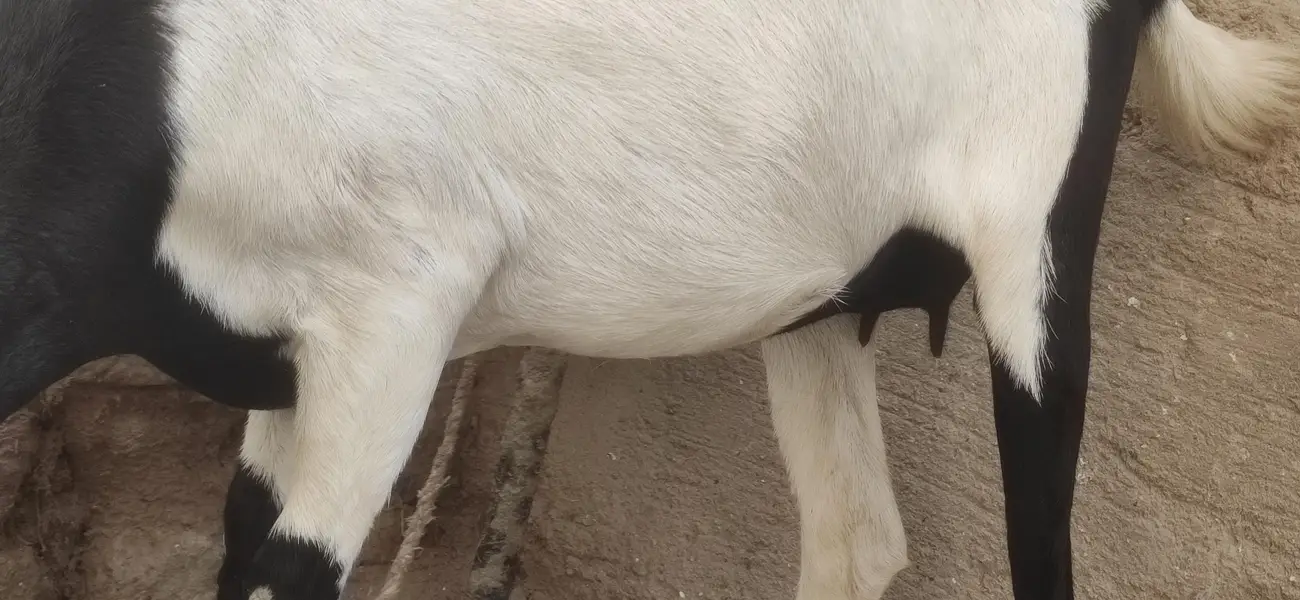 2 dant ghabban bakri — photo 4