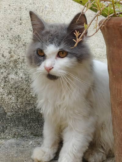 Persian cat