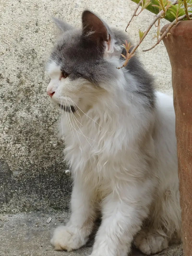 Persian cat — photo 2