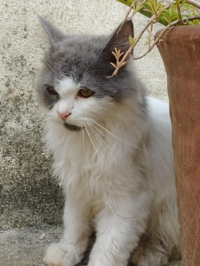 Persian cat — photo 3