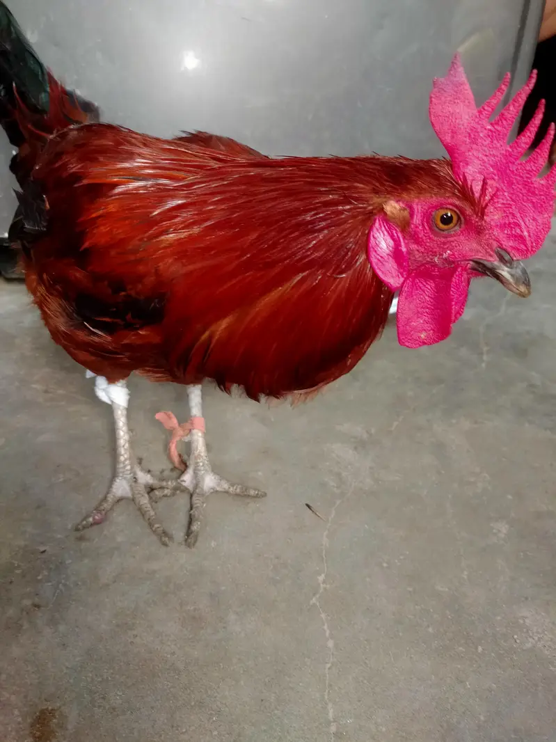 Rhode Island Red [RIR] — photo 2