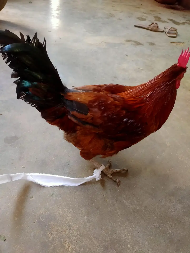 Rhode Island Red [RIR] — photo 3