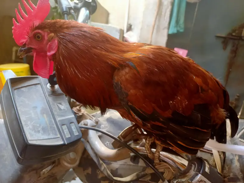Rhode Island Red [RIR] — photo 4