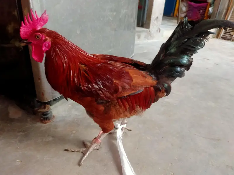 Rhode Island Red [RIR] — photo 5