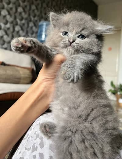 Quality Persian Punchface cat & kitten. moreWhatsApp 03704601257